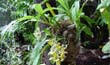 4.Catasetum fimbriatum(planta-En2001-) clic para ampliar