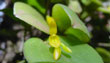 Pleurothallis luteola (Flor-Feb2001-) clic para ampliar