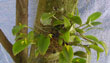 Pleurothallis luteola(Planta-Feb2001-) clic para ampliar