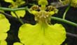 Oncidium bifolium (Flor2-En2001-) clic para ampliar