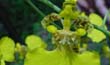 Oncidium bifolium(Flor-En2001-) clic para ampliar