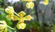 Oncidium frimbriatum (flor1-En2001-) clic para ampliar