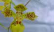 Oncidium frimbriatum (flor2-En2001-) clic para ampliar