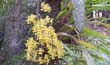 Oncidium frimbriatum (planta-en2001-) clic para ampliar