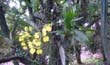 Oncidium flexuoxum1 (planta-en2001-) clic para ampliar