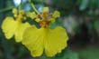 Oncidium flexuoxum1(flor-en2001-) clic para ampliar
