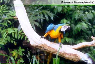 Guacamayo(Misiones Argentina)