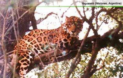 Yaguaret� (Misiones Argentina)