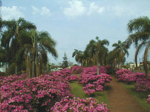 Plazoleta del Monumento al Doctor Allasia (51kb)