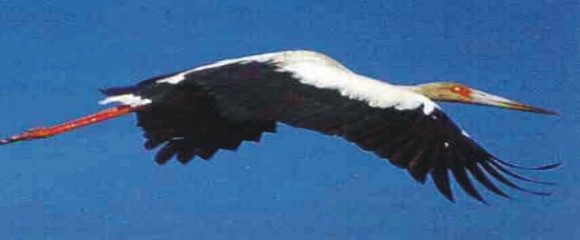 Ciervos de los Pantanos