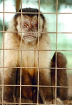 Mono ca� (Cebus apella)