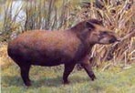 Tapir, Anta o Mborevi (Tapirus terrestris)