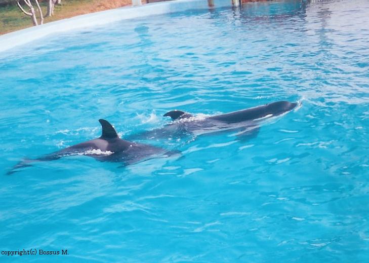 Orques de marineland