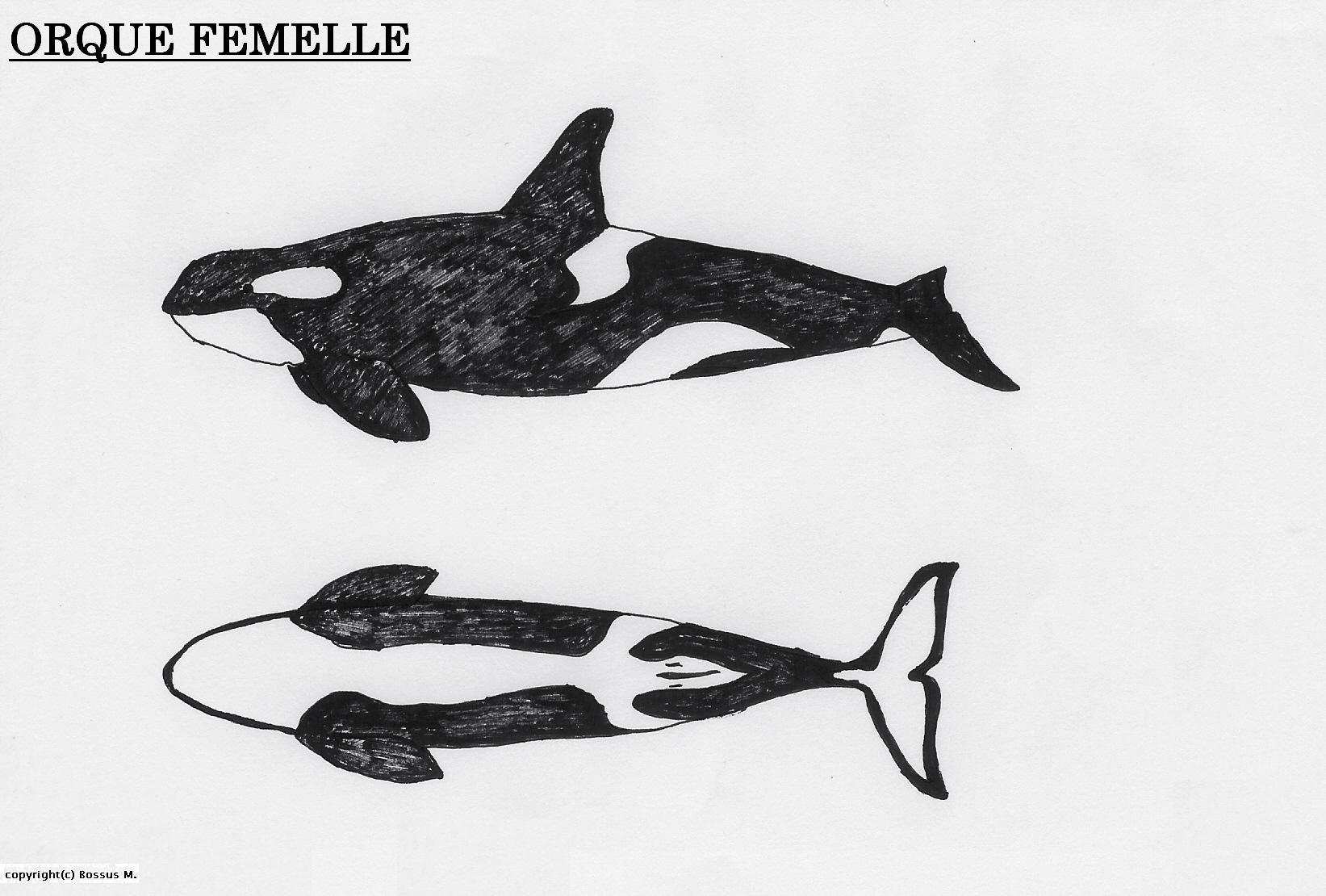 caracteristiques d'une orque femelle