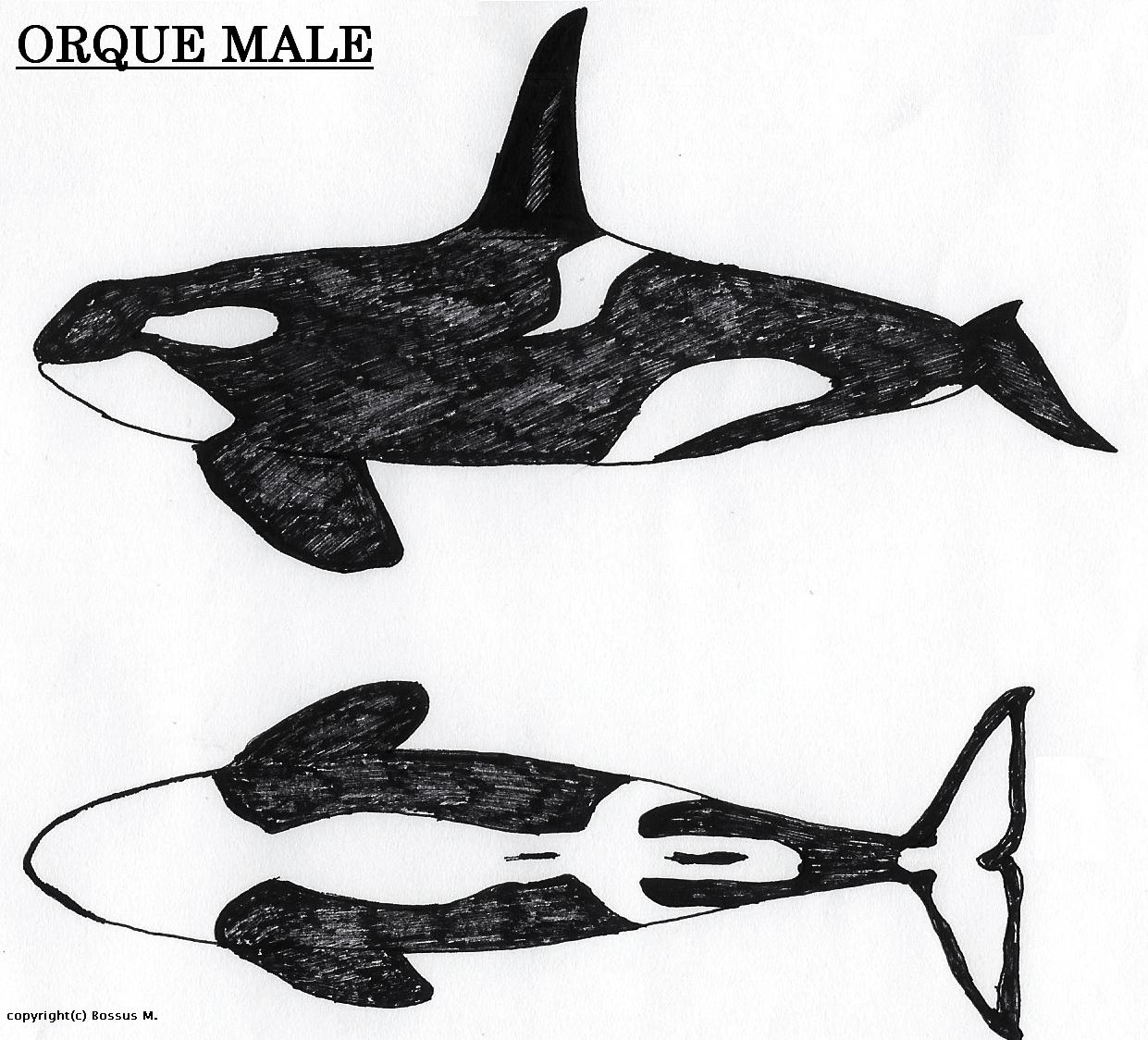 caracteristique d'une orque male