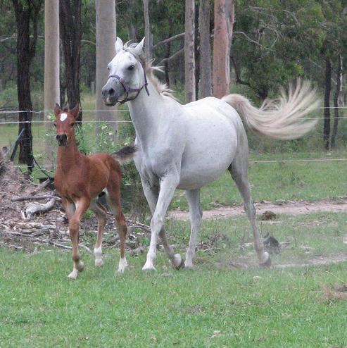 Alishka and SuperNova