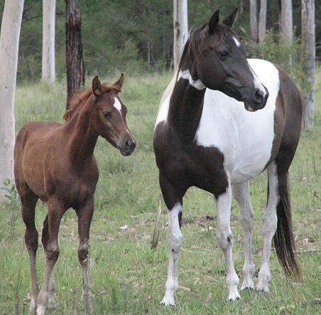Bella and Angel - What a phenomenal maiden mare!