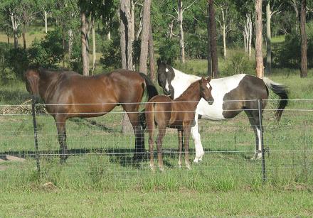 Bella and her surrogate mum and dad, Zac and Angel