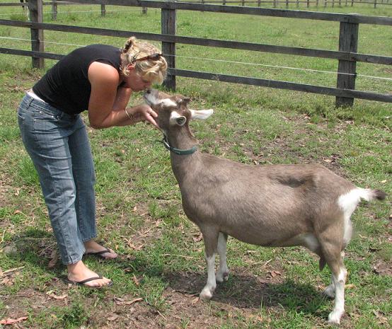 Billie with Emerald - Bellas surrogate goat mum