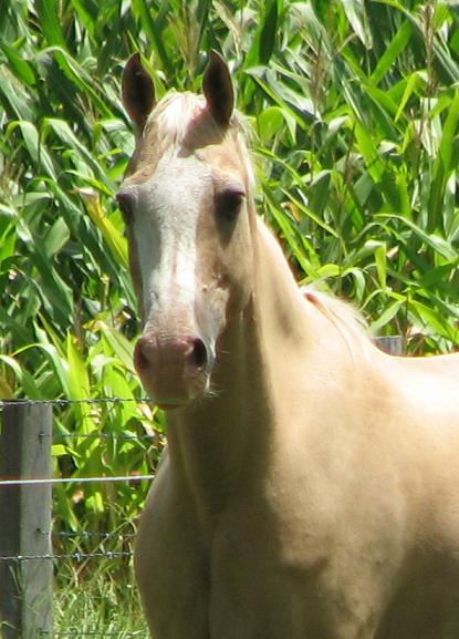 Chero