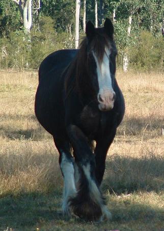 Miss Melba