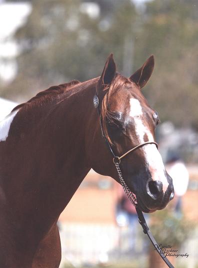 Shadow at Aussies - Photo Credit: Narelle Wockner Photography