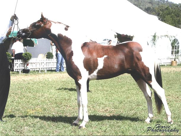 Shadow Stand Up At Aussies - Photo Credit: Horse Photography
