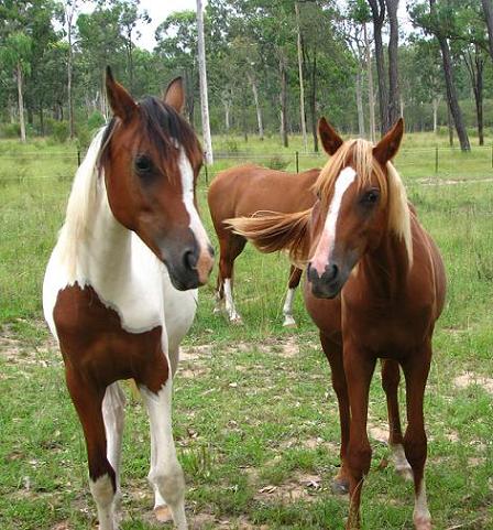 Shatara and Mystique
