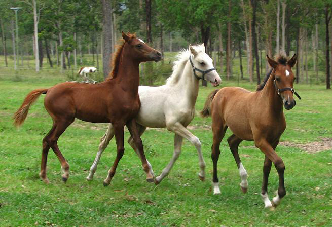 Follow the leader!