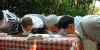 pie eating contest.jpg (37153 bytes)
