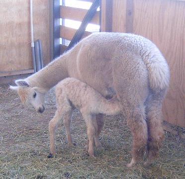 Dam and cria