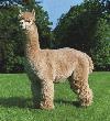 Ricky's GreatGrandsire!