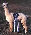 Ricky's Grandsire