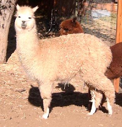 ROYAL FAWN BLOODLINE!