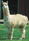 600,000 Alpaca