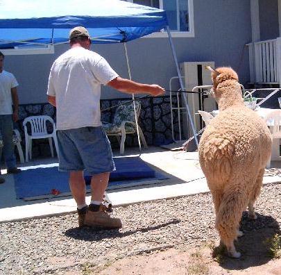 going for a hair cut