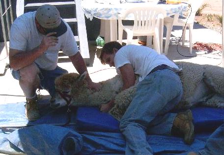 Chance to hug an alpaca