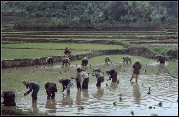 Mulheres trabalhando na planta��o de arroz - Lombok