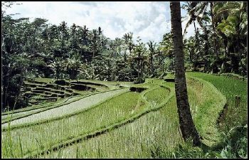 T�pica planta��o de arroz em Ubud - Interior ilha de Bali
