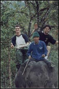 Explorando a selva de elefante.