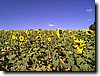 photo70.jpg