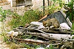 kat wast zich