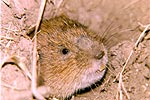 soort muis op de camping bij Langeac