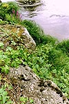 find the lizard! (2)