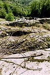 find the lizard! (1)