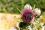 distel met bij