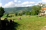 koeien met bellen