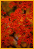 Hojas de arce japon�s