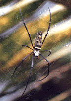 Spider as big as your face in Megamendung