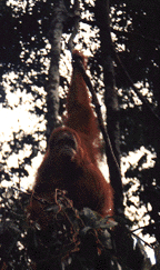 Orangutan Rehab in Bukit Lawang, Sumatra